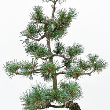 Pinus parviflora pentaphylla