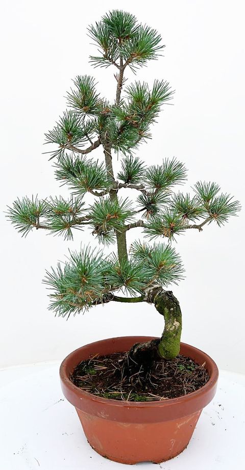 Pinus parviflora pentaphylla