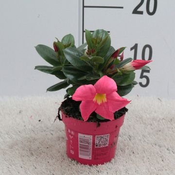 Mandevilla 'Rubiniana Pink'