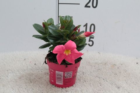 Mandevilla 'Rubiniana Pink'