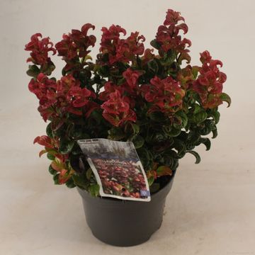 Leucothoe axillaris 'Curly Red'