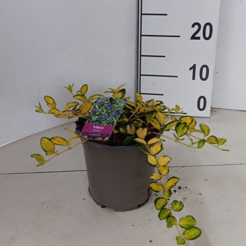 Vinca minor ILLUMINATION