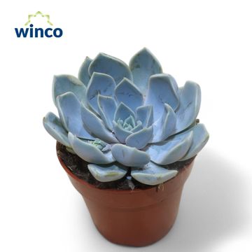 Echeveria 'Snow Bunny'