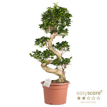 Ficus microcarpa