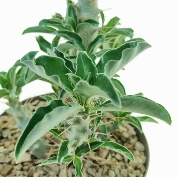 Pachypodium saundersii