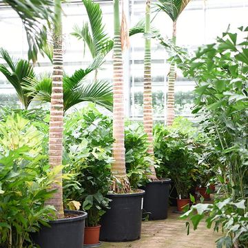 Areca catechu