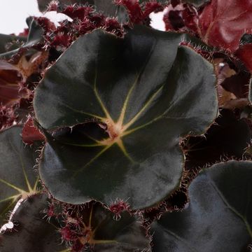 Begonia JUNGLE WONDER BLACK