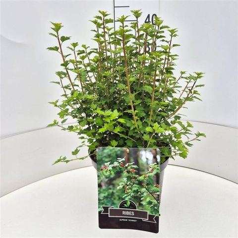 Ribes alpinum 'Schmidt'