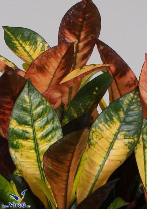 Codiaeum variegatum 'Mrs Iceton'
