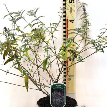 Buddleja davidii 'Нано Пепл'