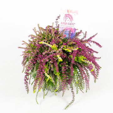 Calluna vulgaris RASTA GIRLS MIX IN POT