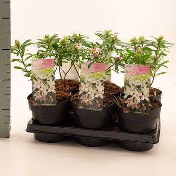 Daphne x transatlantica ETERNAL FRAGRANCE