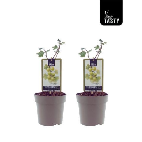 Ribes uva-crispa 'Invicta'