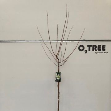 Viburnum plicatum 'Tennessee'