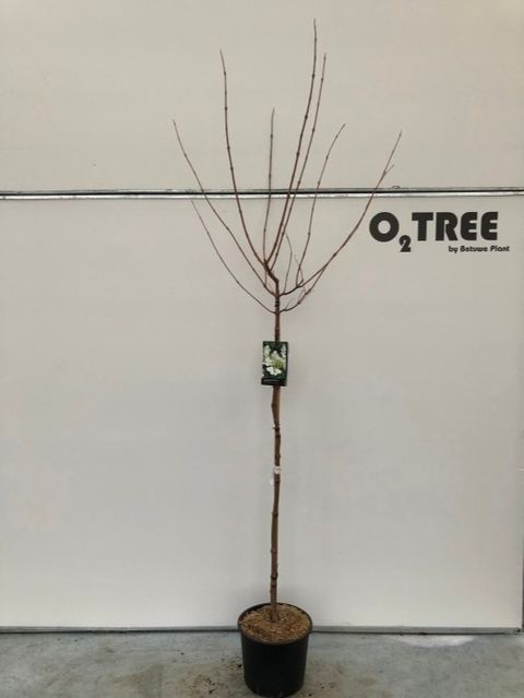 Viburnum plicatum 'Tennessee'