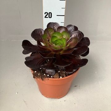 x Semponium 'Destiny'