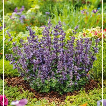 Nepeta 'Cats Pajamas'