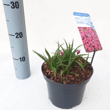 x Rhodoxis ФЕЙРИ ТЕЙЛ