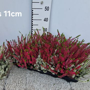 Calluna vulgaris GARDEN GIRLS MIX IN POT TWIN