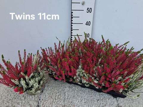 Calluna vulgaris GARDEN GIRLS MIX IN POT TWIN