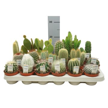 Cactus MIX