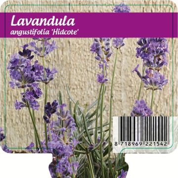 Lavandula angustifolia 'Hidcote'