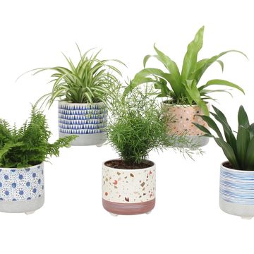 Houseplants MIX