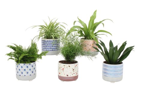 Plantes d'interieur MIX