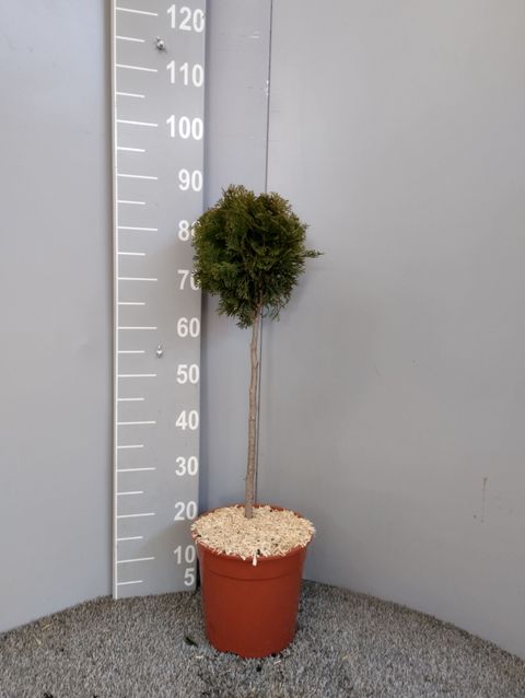 Thuja occidentalis 'Smaragd'