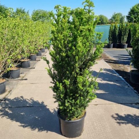 Taxus x media 'Hillii'