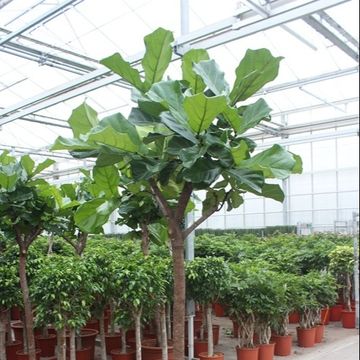 Ficus lyrata