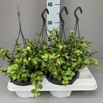 Portulacaria afra