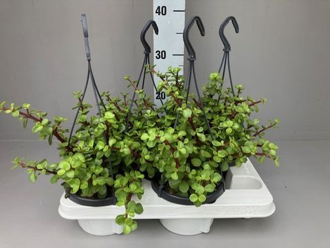 Portulacaria afra