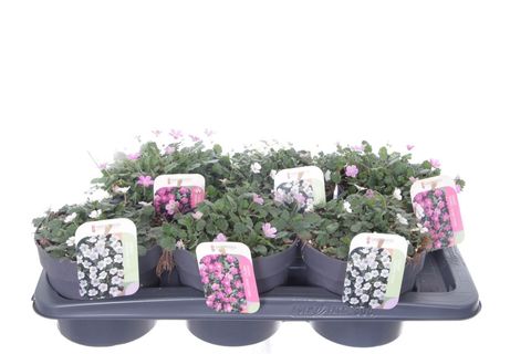 Erodium reichardii MIX