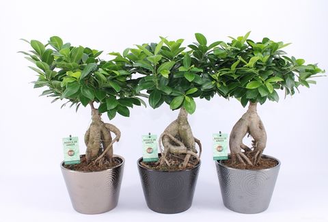 Ficus microcarpa 'Ginseng'