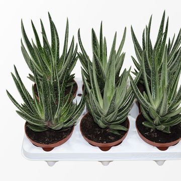 x Gasteraloe 'Variegata'