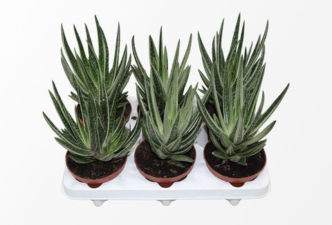 x Gasteraloe 'Variegata'