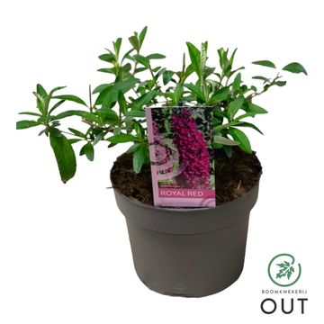 Buddleja davidii 'Royal Red'
