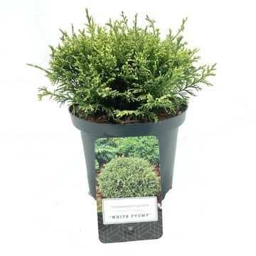 Chamaecyparis pisifera 'White Pygmy'