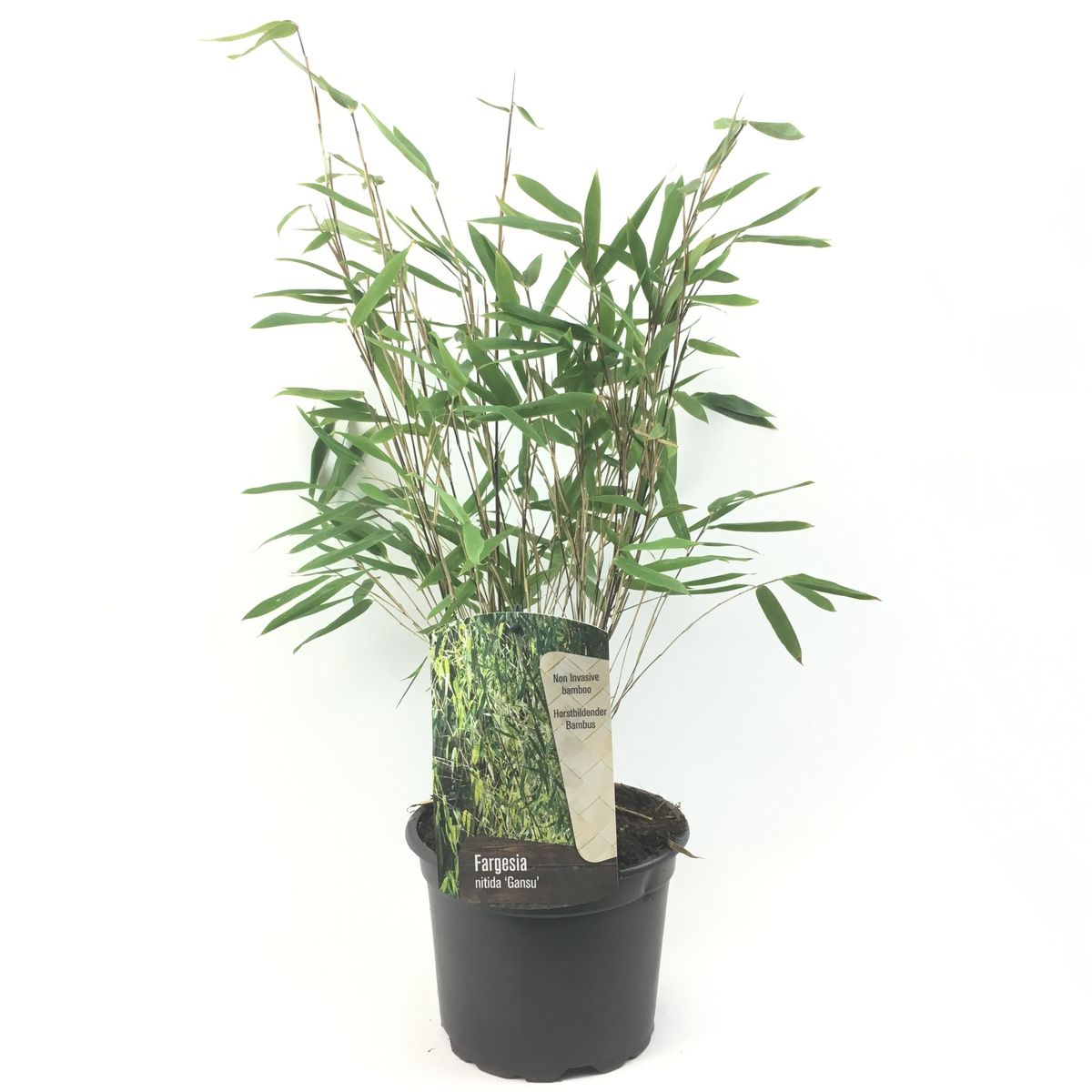 Fargesia Nitida 'gansu' — Plant Wholesale Floraccess