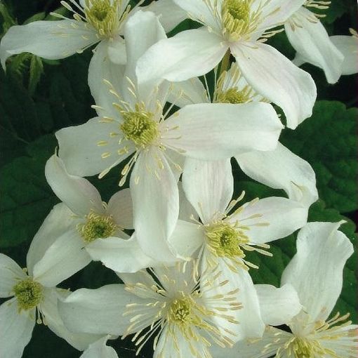 Clematis montana wilsonii (M)