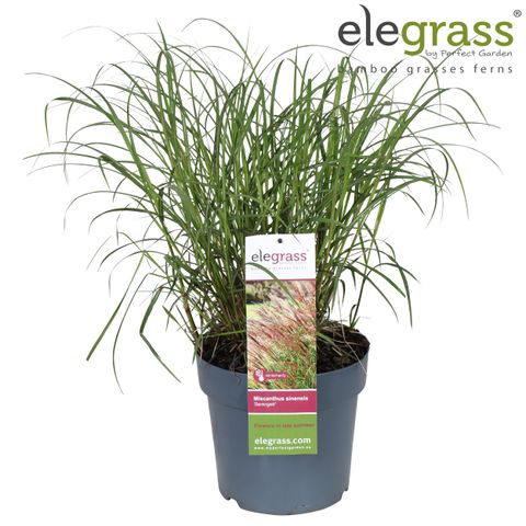 Miscanthus sinensis 'Serengeti'