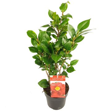 Camellia japonica 'Dr. King'