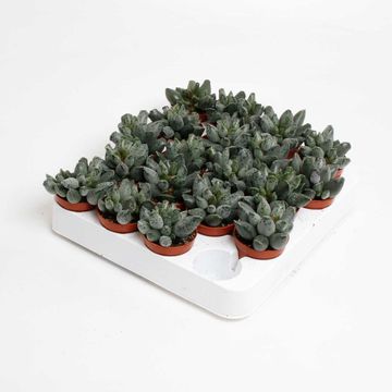 Adromischus marianae herrei 'Coffee Bean'