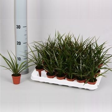 Dracaena marginata