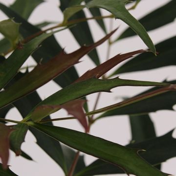 Mahonia eurybracteata METEOR