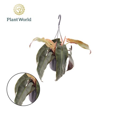 Filodendron atabapoense SILVER