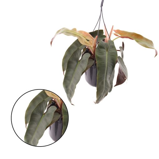 Philodendron atabapoense SILVER