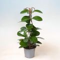Hoya carnosa