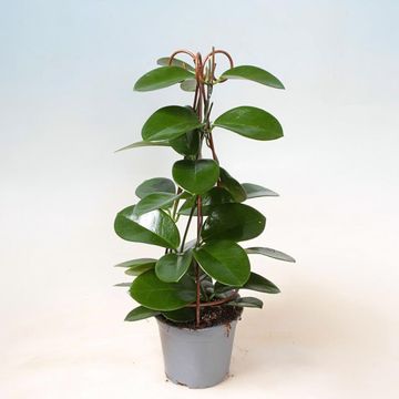 Hoya carnosa